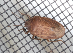 Caystrus pallidolimbatus