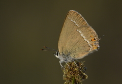 Satyrium acaciae