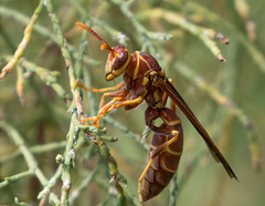 Polistes arizonensis
