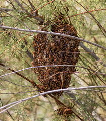 Polistes arizonensis