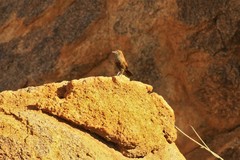 Euryptila subcinnamomea