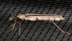 Rhinophthalmus