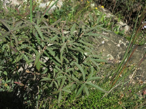 Comptonia peregrina