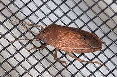 Caystrus pallidolimbatus