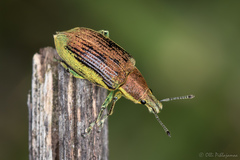 Chlorophanus flavescens