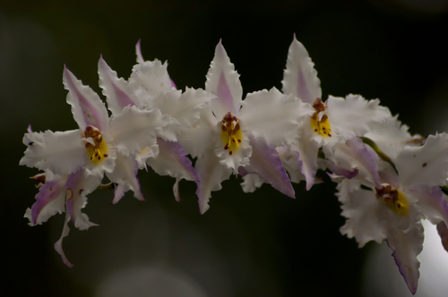 Oncidium alexandrae, photograph 3