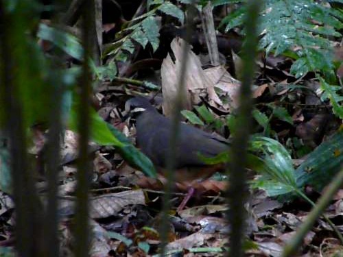 Olive-backed Quail-Dove (Leptotrygon veraguensis), photo 9