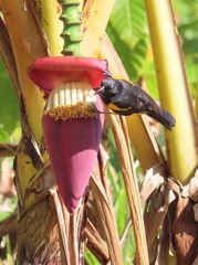 Icterus portoricensis