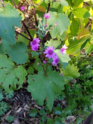 Pericallis hybrida iNat (2)