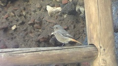 Phoenicurus ochruros