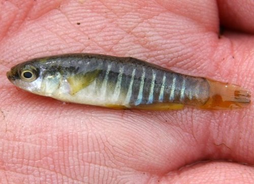 Mediterranean Killifish