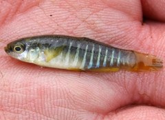 Mediterranean Toothcarp photo 3