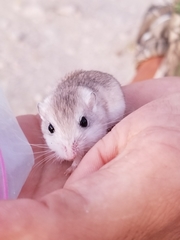 Perognathus longimembris