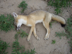 Vulpes velox