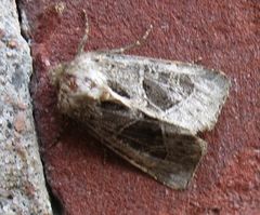 Oligia obtusa