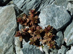 Epilobium purpuratum