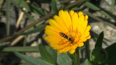 Sphaerophoria rueppellii