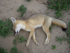 Vulpes velox