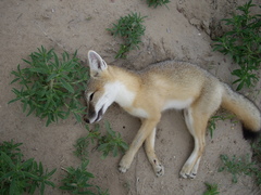 Vulpes velox