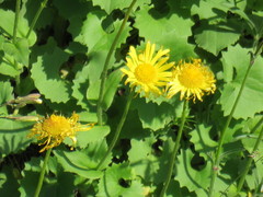 Doronicum
