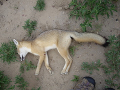 Vulpes velox