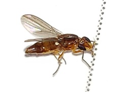 Ectecephala albistylum