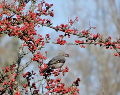 Cotoneaster dielsianus