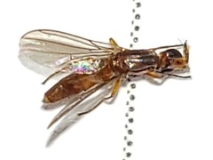 Ectecephala albistylum