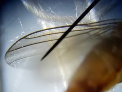 Ectecephala albistylum