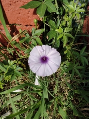 Ipomoea cairica