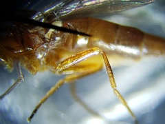 Ectecephala albistylum