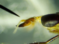 Ectecephala albistylum