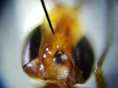 Ectecephala albistylum
