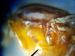 Ectecephala albistylum