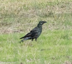 Corvus corone