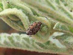 Algarobius prosopis
