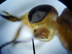 Ectecephala albistylum