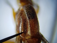 Ectecephala albistylum