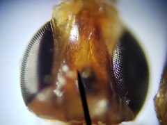 Ectecephala albistylum