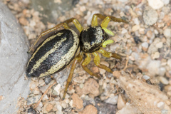 Heliophanus melinus