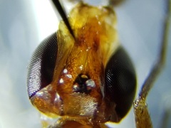 Ectecephala albistylum