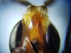 Ectecephala albistylum