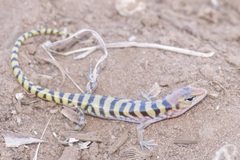 Eremiascincus richardsonii