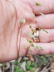 Anthoxanthum occidentale