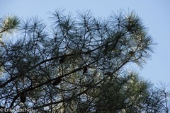 Pinus pinaster