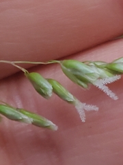 Anthoxanthum occidentale