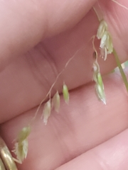 Anthoxanthum occidentale