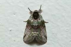 Stenoloba nigrabasalis