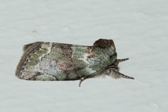 Stenoloba nigrabasalis