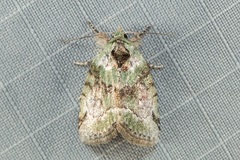 Stenoloba nigrabasalis